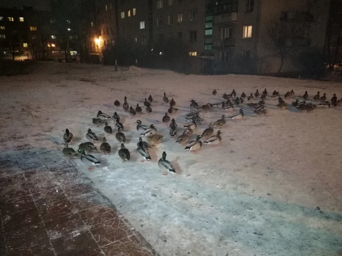 Suddenly - My, Wild ducks, Winter