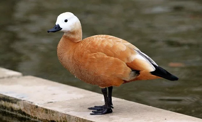 Interesting waterfowl of Russia - My, Top, Animals, Waterfowl, Birds, Longpost