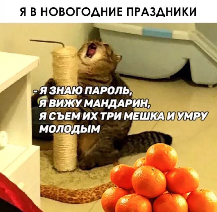 Very soon) - Tangerines, cat, New Year