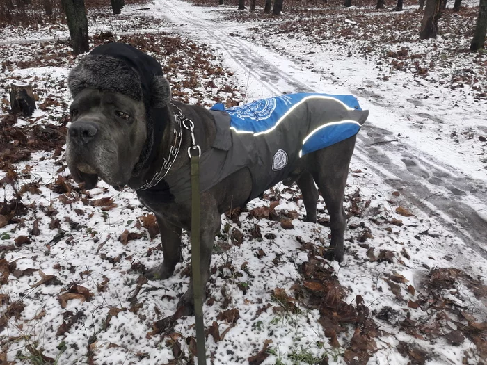 Early winter - My, Cane Corso, Dog, Walk, Winter, First snow, Cap, Dog days, Marcus, Longpost