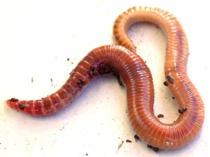 Gothic waurms. English worm - My, English language, German, Gothic language, Translation