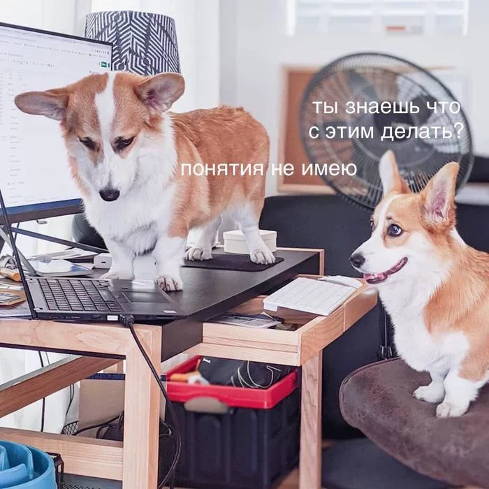 Когда не работает код со stack overflow - IT юмор, Корги, Разработка, Собака, Код, Компьютер, Юмор