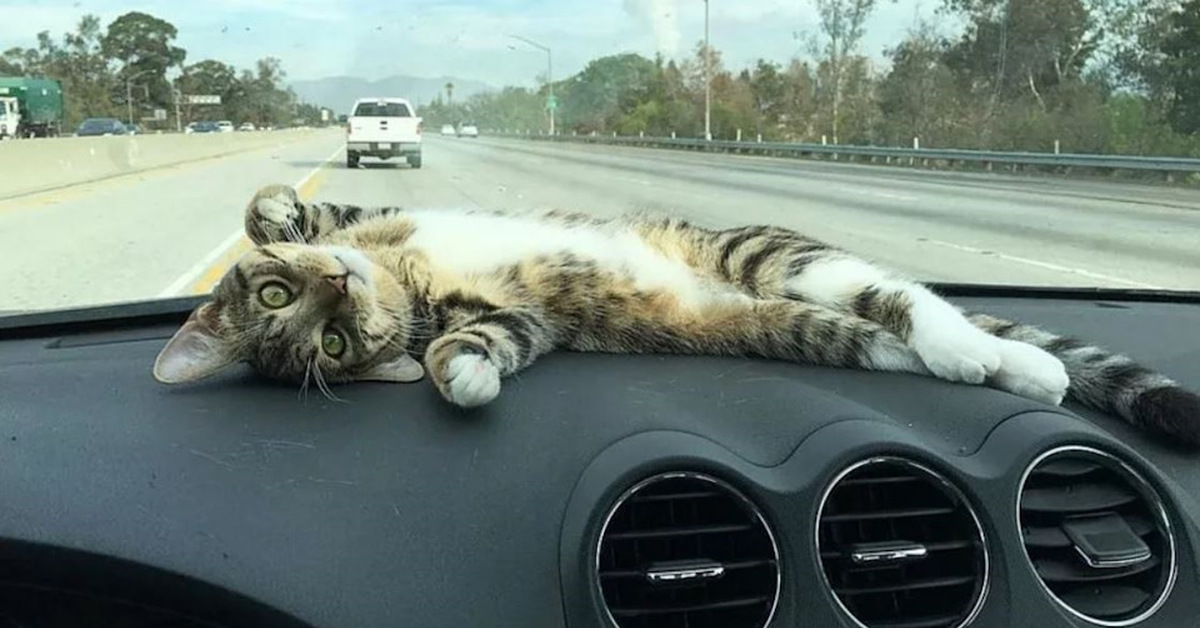 Car cats. Котенок в машине. Кот едет. Коты едут в машине. Котик в дороге.