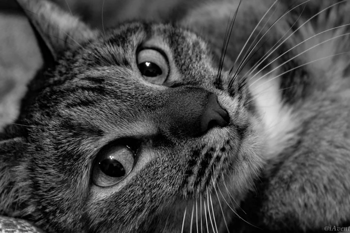 Cat portrait - My, cat, Beginning photographer, Black and white