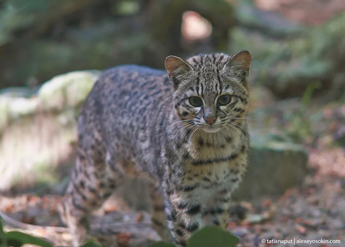 South American beauty - South America, Interesting, Longpost, Small cats, Cat family, Predatory animals, Wild animals, Geoffroy's cat