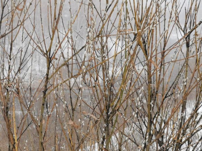 It was December... The first willows blossomed - My, Nature, Anomaly, Video