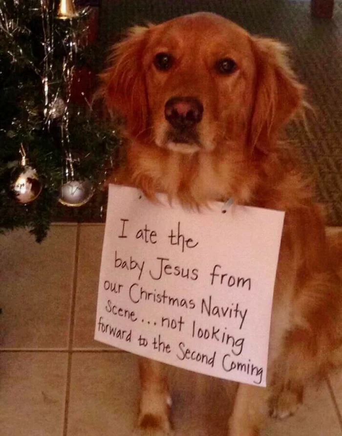militant atheist - Dog, Jesus Christ, Den, Second coming, Milota, Christmas