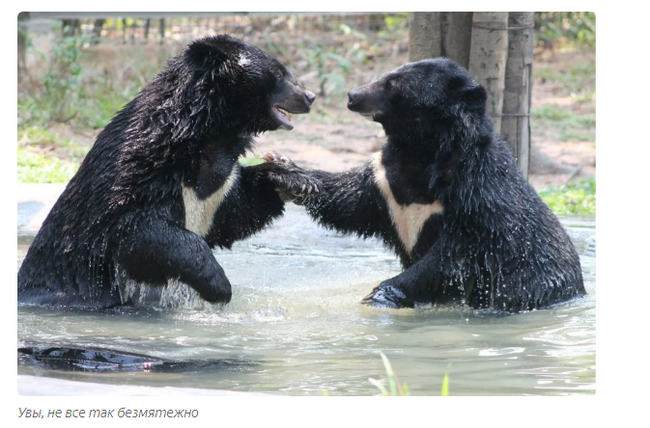 Aladdin and Budur: a bear love story - Animals, Moscow Zoo, Informative, Yandex Zen, Longpost, Himalayan bear, The Bears