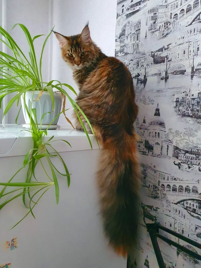 Tail - My, Maine Coon, cat, Animals, Pets, Tail