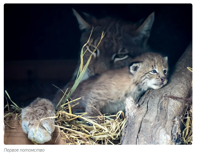 Tender lynx family - Animals, Lynx, Moscow Zoo, Informative, Yandex Zen, Longpost, Small cats, Lynx