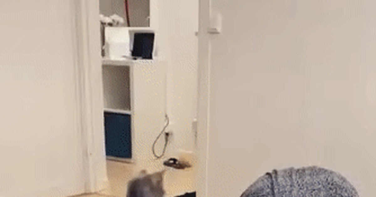 Unfaithful cat - cat, Bounce, Women, Prayer, Attack, GIF