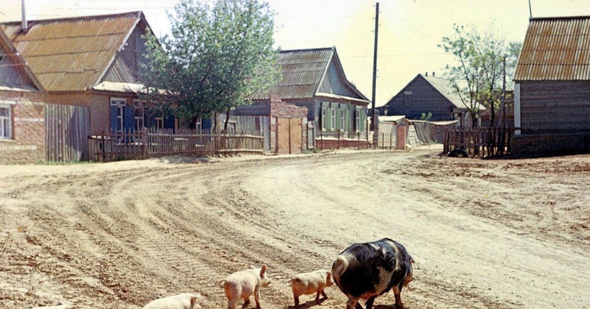 Сельская свинья. Деревня с животными. Домашние животные в деревне. Коровы в деревне. Деревенские животные.