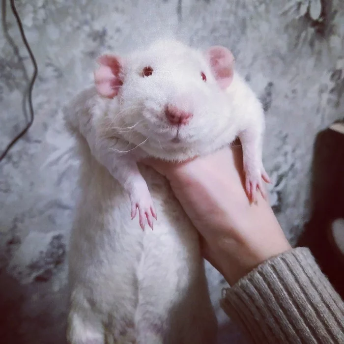 My first Rat - My, Rat dumbo, Rat, Pets