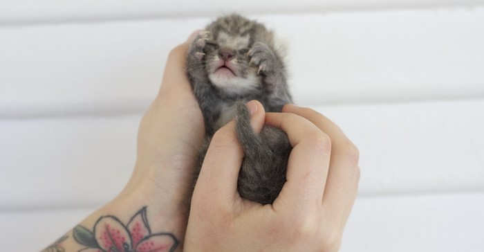 My cat gave birth yesterday