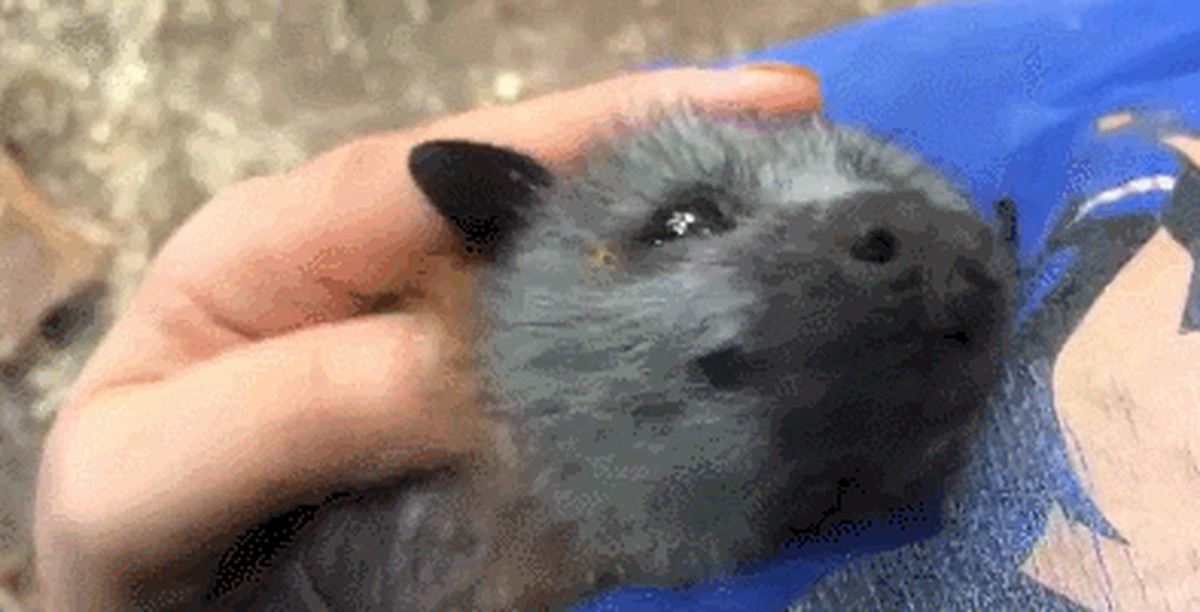 Flying foxes love affection too - Bats, Weasel, GIF, Bats