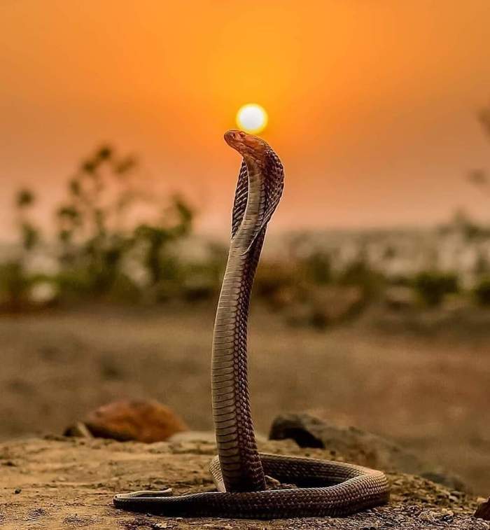 Balancing the Sun - Cobras, The sun, King Cobra, Nature, The photo, Successful angle, Snake