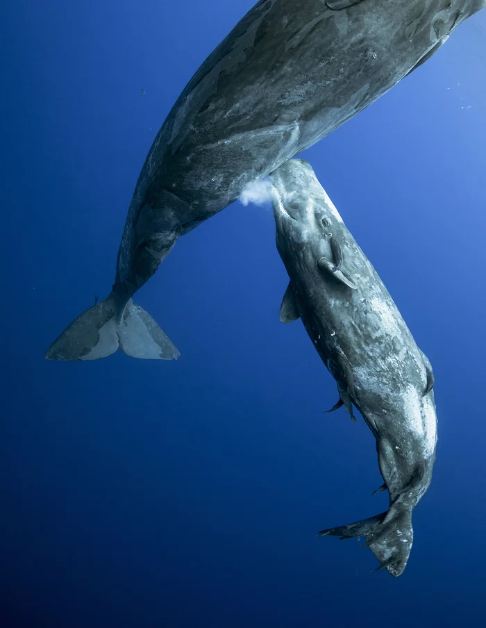 Feeding a baby sperm whale with milk - Sperm whale, Ocean, Young, Milk, Feeding