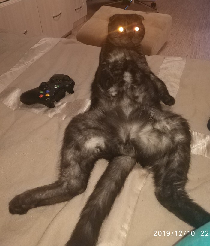 Кот Пикабушника