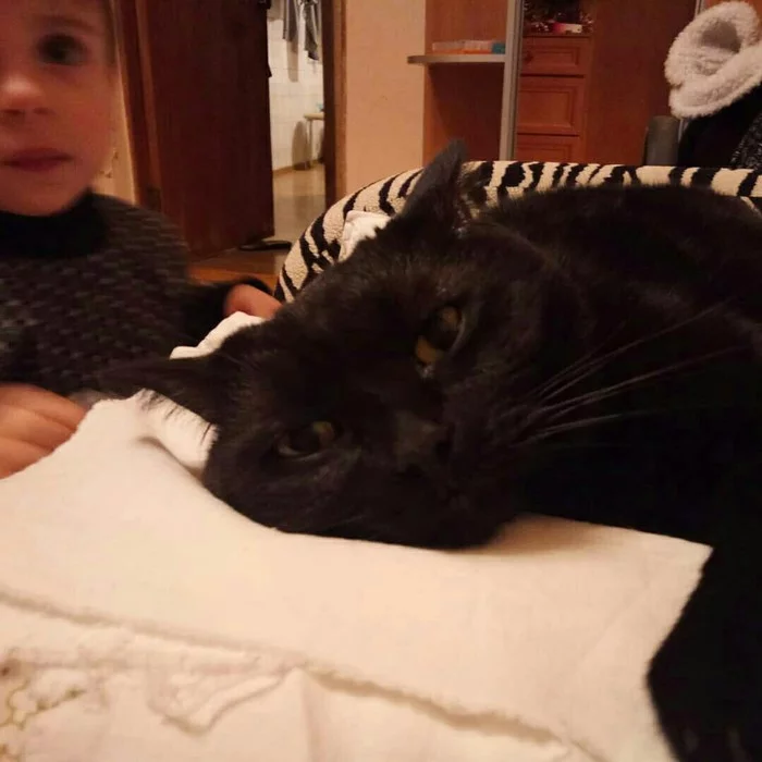 Is he behind? - My, Children, cat, Catomafia, The fright, Black cat
