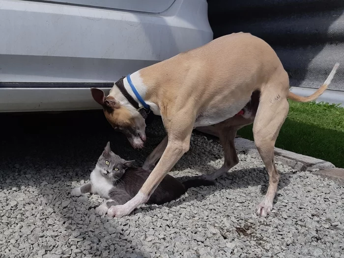 Love at first sight - My, Dog, The photo, cat, Whippet