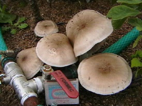 Veselka vulgaris and other mushrooms in the garden - Сельское хозяйство, Organic farming, Microbiology, Longpost