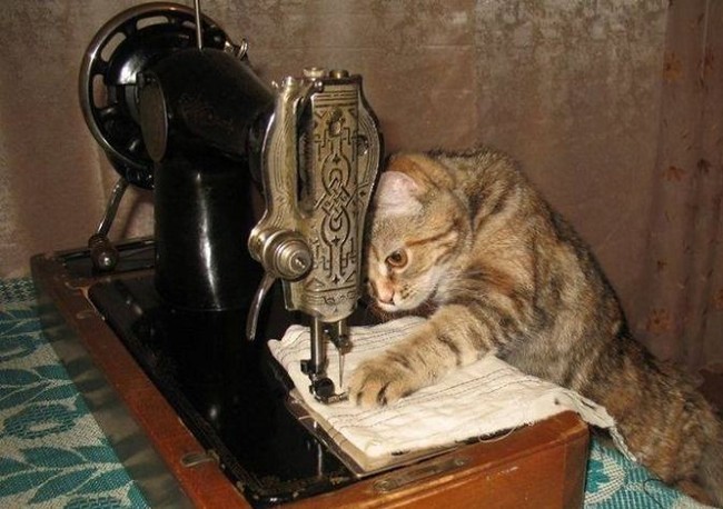 Work environment - cat, Sewing machine