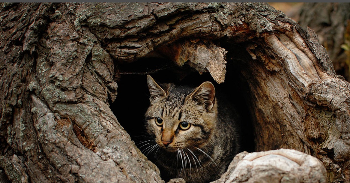 Кто живет на дереве. Кот в дупле. Кошка в дупле. Дупло животные. Кот в норе.