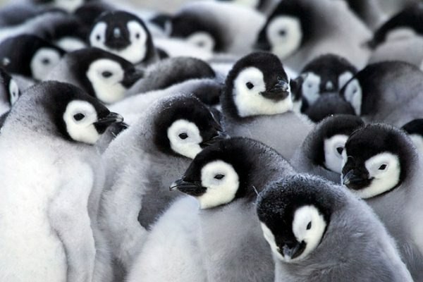 Penguins (Spheniscidae)Part 1 - My, Biology, Biology, Penguins, Interesting, king penguins, Longpost