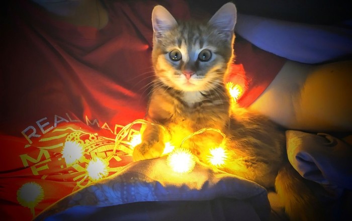 В ожидании праздника