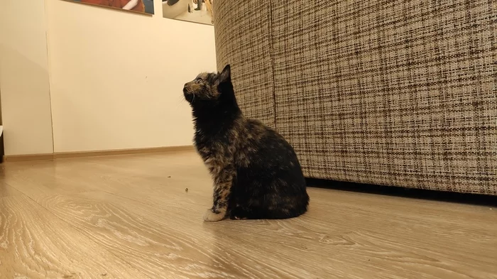 Котёнок Перси ищет дом. Ижевск - Моё, Кот, Без рейтинга, В добрые руки, Спасение животных, Ижевск, Длиннопост