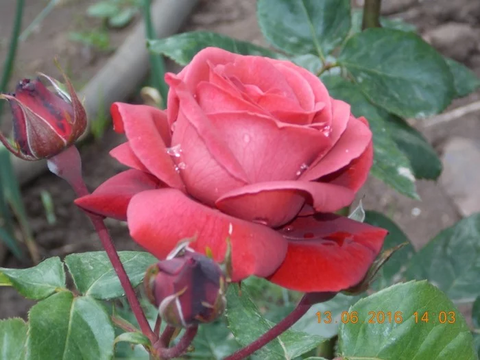 I love roses - My, Red Roses, beauty