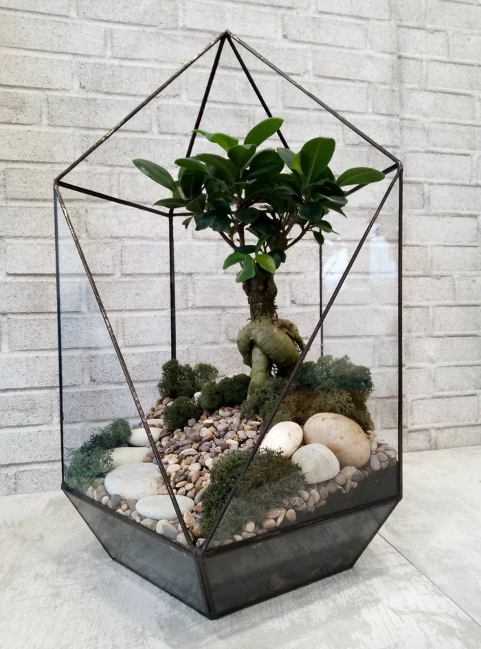 Banzai!!! - My, Bonsai, Florarium, Hobby, Houseplants, Enthusiasm, Glass, Presents, Longpost