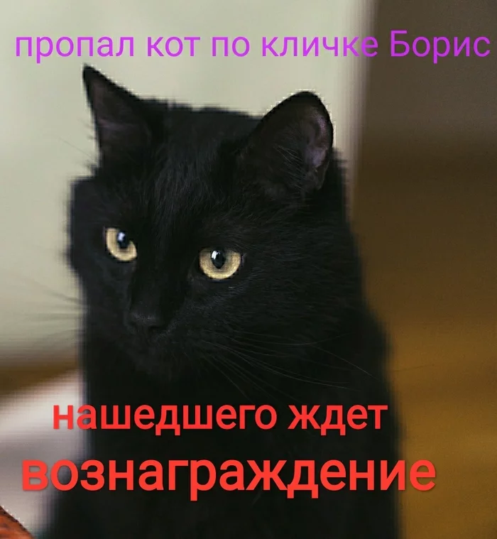 Lost black cat-Boriska, Kemerovo region, town. Yaya - My, Catomafia, Pets, Video, Longpost, Lost cat, cat, Kemerovo region - Kuzbass, No rating