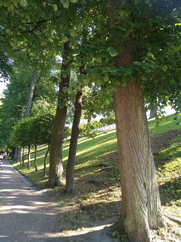 Linden trees of Peterhof - My, Walk, Photo on sneaker, Longpost