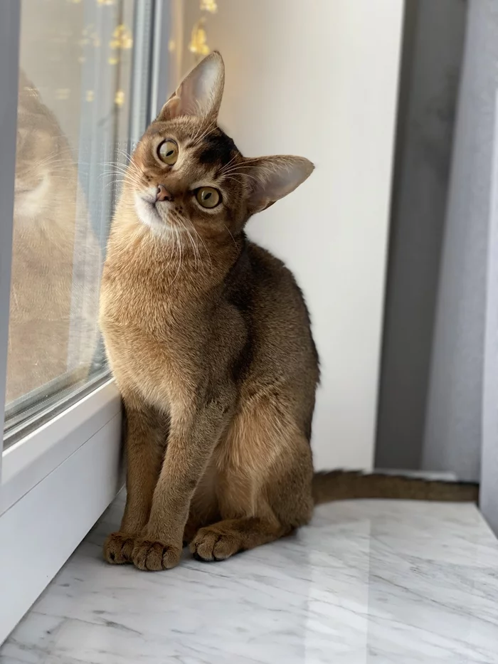 Miss Cat World 2019 - My, Abyssinian cat, miss World, beauty, New Year, Nomination, Longpost, cat