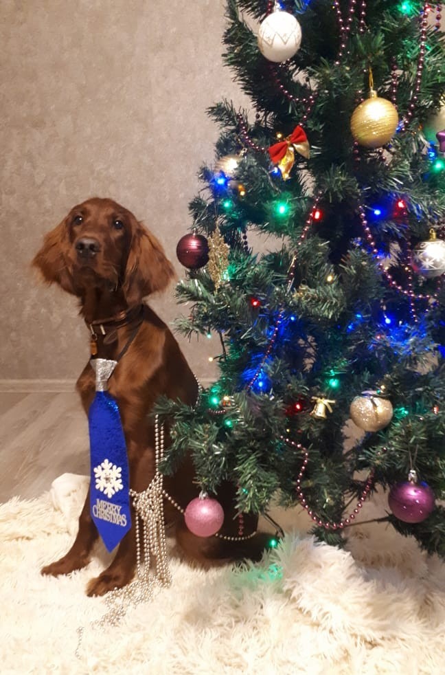 Happy New Year:) - My, Dog, Irish Setter, The photo, New Year, Longpost