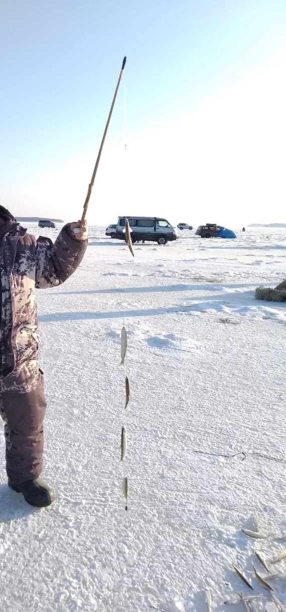 Ice fishing, smelt gone - My, Smelt, Winter fishing