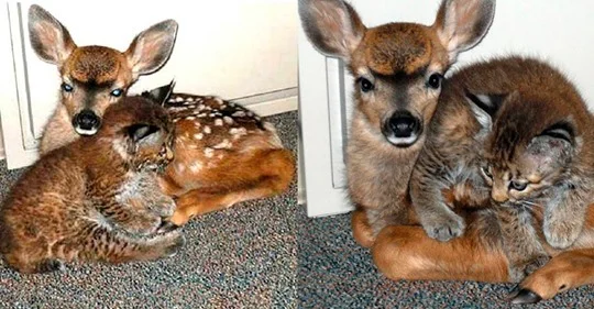 Saved from the fire - Lynx, Deer, Children, Fire, Kindness, Video