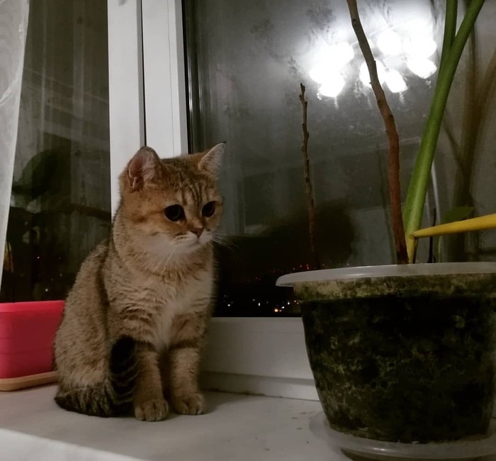 Казань. Отдам кошку