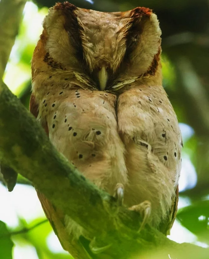 Sonya - Birds, The photo, Owl, Dream