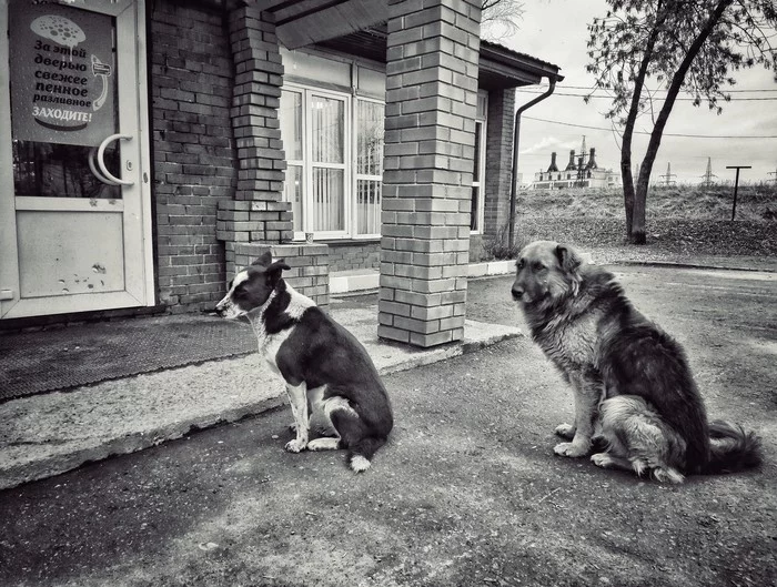 Queue) - My, The photo, Stray dogs, Black and white, Expectation, Dog