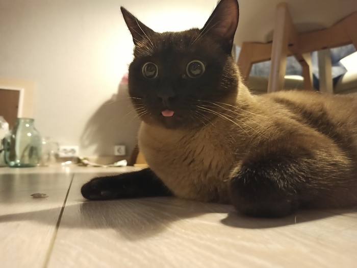 Êîò ñ óòðà. Â ïðèíöèïå, ÿ òîæå Êîòîìàôèÿ, Êîò, Óäèâëåíèå, Ìèìèêà