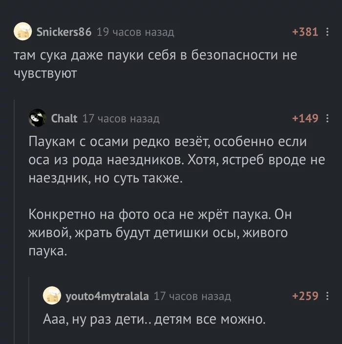 Детям можно... - Австралия, Паук, Оса, Комментарии на Пикабу