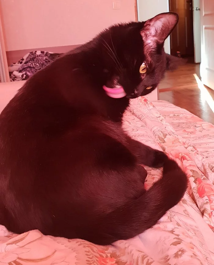 Lick! - My, cat, Black cat, Lick