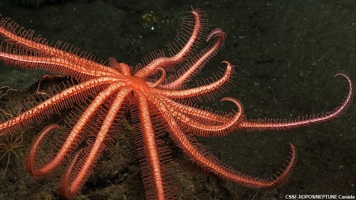 The world's largest starfish - Sea, Marine life, Starfish, The size, Interesting, Informative, In the animal world, Video, Longpost