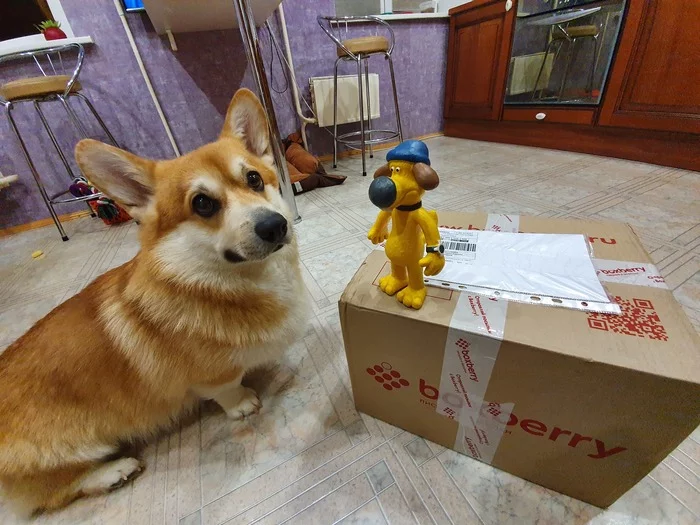 ADM St. Petersburg - Chelyabinsk - My, Secret Santa, Gift exchange, Gift exchange report, Corgi, Longpost, New Year's gift exchange, Dog