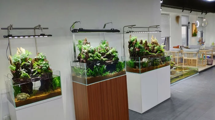 The coolest aquarium gallery in Shanghai + video - My, China, Shanghai, Aquascape, Aquarium, Gallery, Aquarium, Scalariki, Video, Longpost