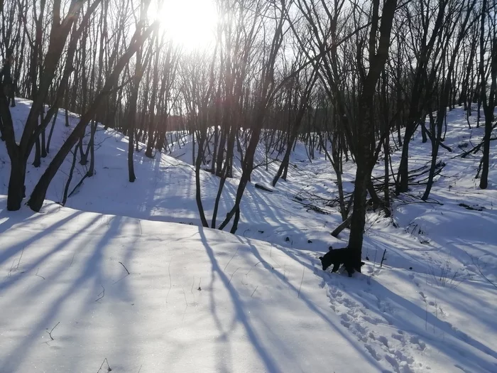Winter outing - My, Metal detector, Primorsky Krai, Hiking, Forest, Dog, Longpost