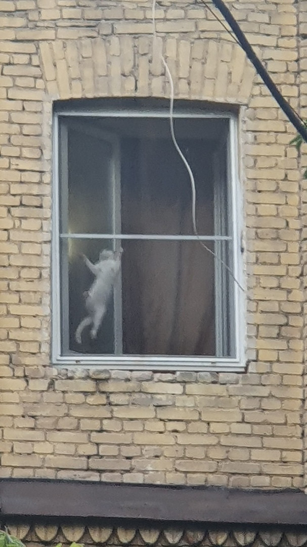 Once upon a time at the window - My, cat, Pets, Window, Peeped, Longpost