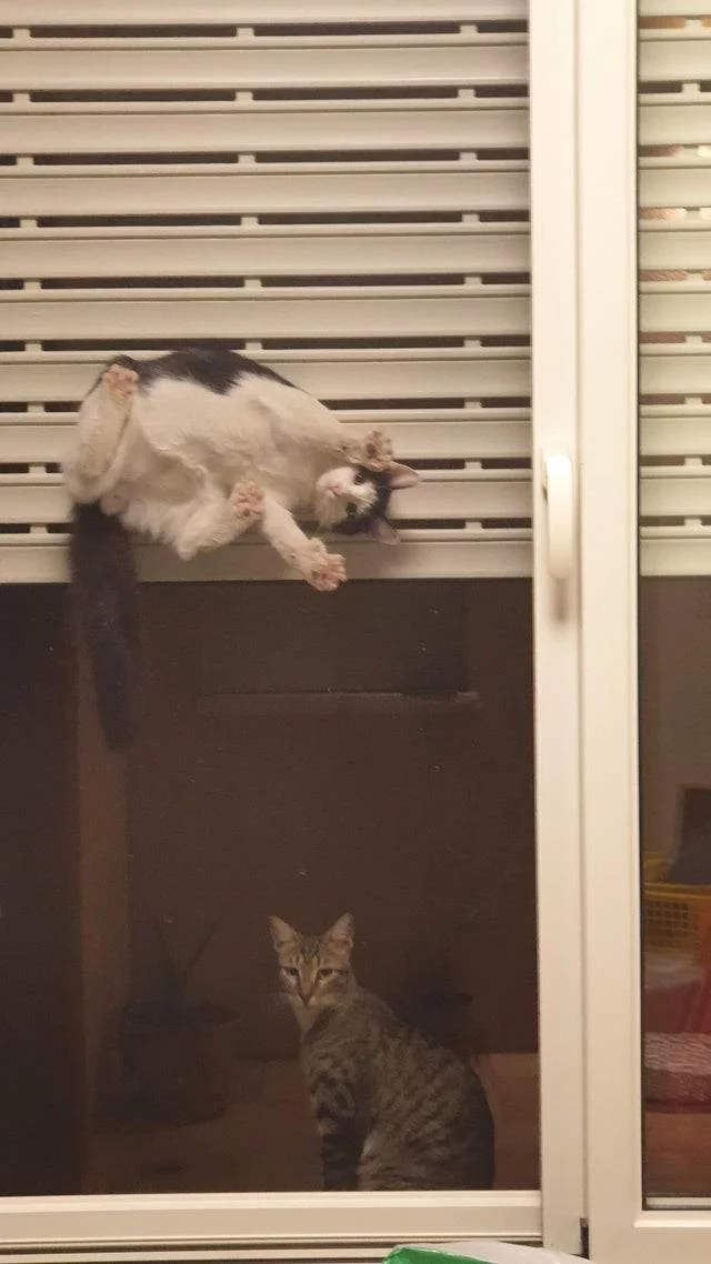 Ninja - cat, Ninja